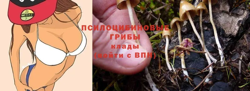 Псилоцибиновые грибы Magic Shrooms  mega ONION  darknet Telegram  где можно купить   Шадринск 